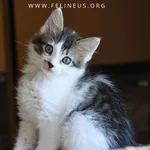 Kot do adopcji, Rzeszów, 2 sierpnia 2026