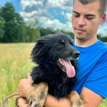 Pies do adopcji, Przyborówko, 2 sierpnia 2026