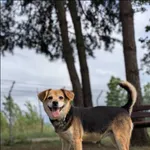 Harumi