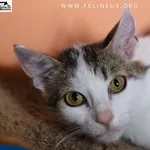 Kot do adopcji, Rzeszów, 2 sierpnia 2026