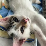 Kot do adopcji, Racławice, 29 lipca 2026