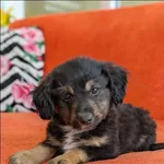 Tymianek