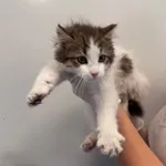 Znaleziono kota, Lublin, 3 sierpnia 2026