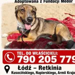 Zaginął pies, Łódź, 3 sierpnia 2026