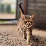 Kalinka