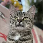Kot do adopcji, Pieczyska, 4 sierpnia 2026