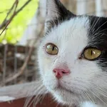 Kot do adopcji, Pieczyska, 4 sierpnia 2026