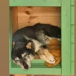 Pies do adopcji, Rytlów, 4 sierpnia 2026