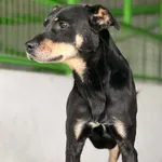 Denis 209/26