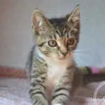 Nala