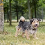 Pies do adopcji, Radom, 5 sierpnia 2026