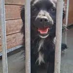 Pies do adopcji, Radom, 5 sierpnia 2026