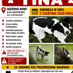 Zaginął pies, Dębówko Nowe, 5 sierpnia 2026