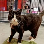 Kot do adopcji, Wałbrzych, 19 czerwca 2026