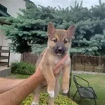 Pies do adopcji, Radom, 5 sierpnia 2026