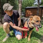 Pies do adopcji, Milanówek, 6 sierpnia 2026