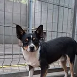 Pies do adopcji, Rytlów, 5 sierpnia 2026