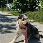 Pies do adopcji, Rytlów, 5 sierpnia 2026