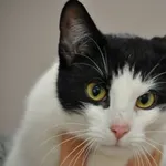 Kot do adopcji, Nowy Dwór Mazowiecki, 6 sierpnia 2026