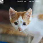 Kot do adopcji, Chmielnik, 7 sierpnia 2026