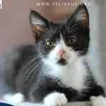 Kot do adopcji, Chmielnik, 7 sierpnia 2026