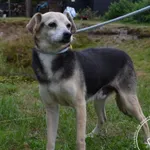 Pies do adopcji, Chełmek, 3 lipca 2026
