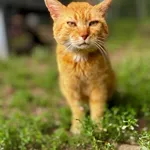 Kot do adopcji, Piła, 7 czerwca 2026
