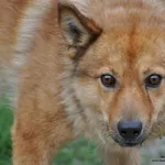 Pies do adopcji, Nowy Dwór Mazowiecki, 8 sierpnia 2026