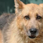 Pies do adopcji, Nowy Dwór Mazowiecki, 8 sierpnia 2026