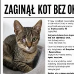 Zaginął kot, Łódź, 7 sierpnia 2026