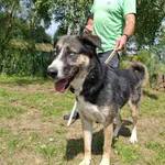 389547 Dina