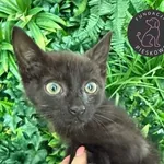 Kot do adopcji, Wolsztyn, 8 sierpnia 2026