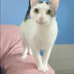Osia