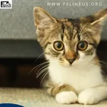 Kot do adopcji, Rzeszów, 12 sierpnia 2026