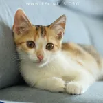 Kot do adopcji, Rzeszów, 12 sierpnia 2026