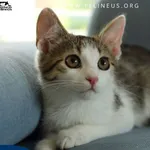 Kot do adopcji, Rzeszów, 12 sierpnia 2026