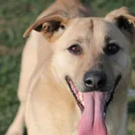Bonio