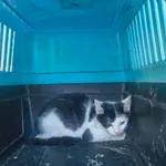 Mowgli