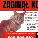 Zaginął kot, Opole, 13 sierpnia 2026