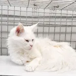 Kot do adopcji, Wrocław, 20 lipca 2026