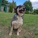 Pies do adopcji, Bełchatów, 18 lipca 2026