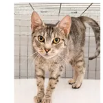 Kot do adopcji, Wrocław, 9 sierpnia 2026
