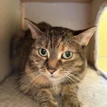 Kot do adopcji, Wrocław, 27 czerwca 2026