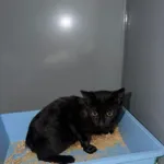 Kot do adopcji, Ciosny, 11 sierpnia 2026