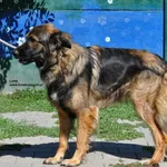 Pies do adopcji, Nowy Dwór Mazowiecki, 14 sierpnia 2026