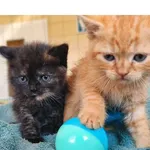 Kot do adopcji, Wrocław, 13 sierpnia 2026