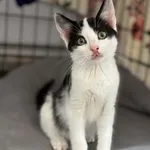 Kot do adopcji, Piła, 22 maja 2026