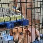 Pies do adopcji, Rytlów, 14 sierpnia 2026