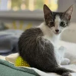 Kot do adopcji, Piła, 19 czerwca 2026