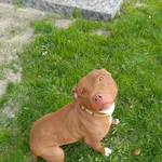 Megi - wyjątkowa sunia w typie pitbulla szuka domu